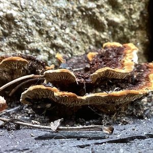 Meet your Posher, Lee